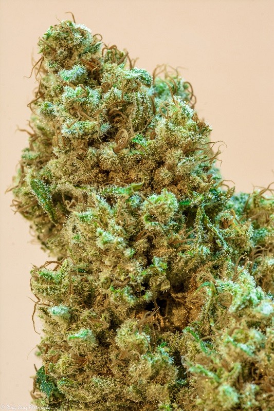 Princess Haze Review: The Royal Cannabis Hybrid