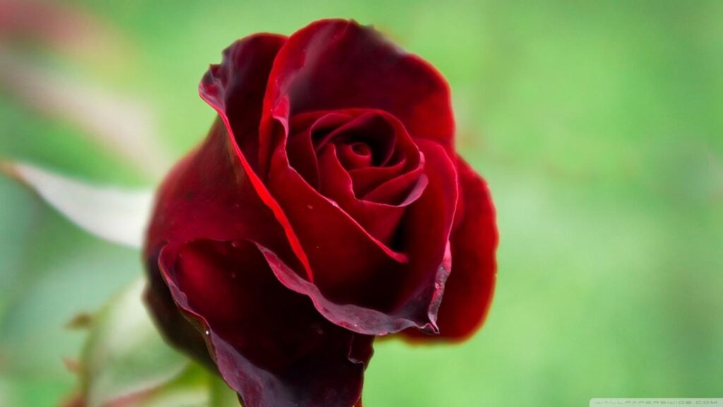 Red Rose iPhone Wallpaper: Blossoming Your Screen with Living Room Wall Murals